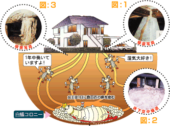 白蟻コロニー